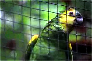 francouzsky mluvící papoušek video