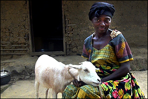 živé kozy - dar pro chudé ženy kongo video